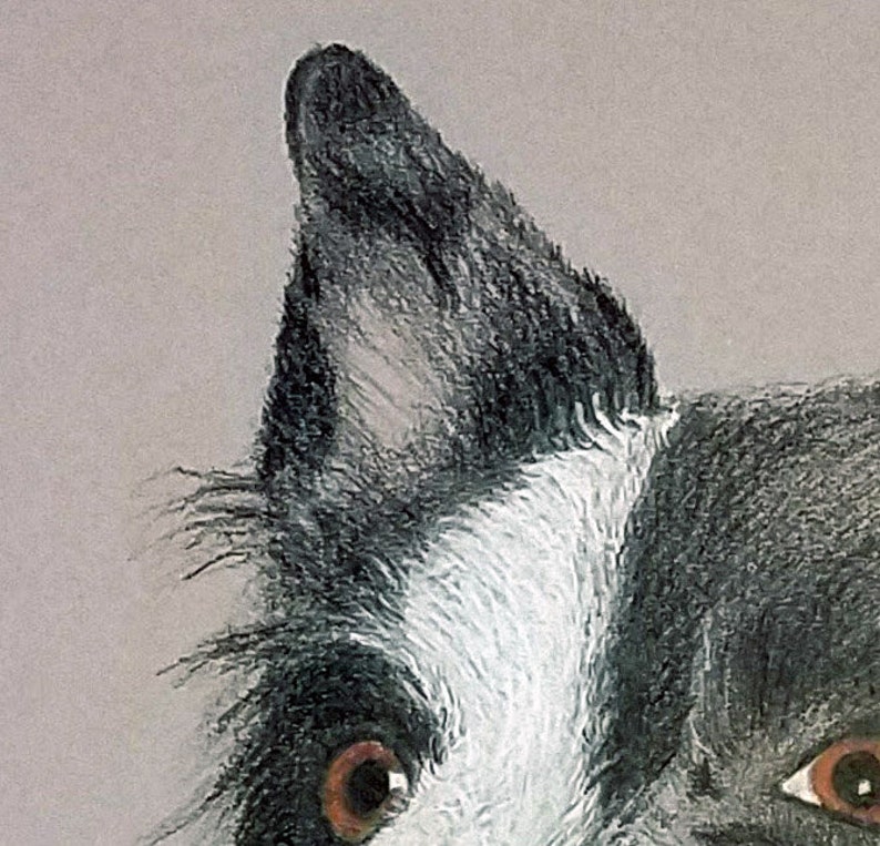 Puede incluir: Ilustraci&oacute;n detallada de la cara de un perro. El perro tiene ojos marrones, una oreja negra y blanca y un parche de pelo blanco. La obra de arte est&aacute; realizada en un estilo suave y pict&oacute;rico, con &eacute;nfasis en la textura y el detalle.
