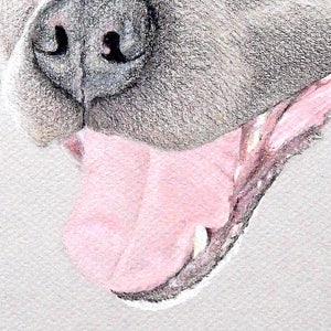 Op de afbeelding: Close-up van het gezicht van een hond, met de nadruk op de neus, mond en tong. De neus van de hond is grijs en de mond is open, waardoor een roze tong en tanden zichtbaar zijn. De vacht rond de neus is getextureerd.