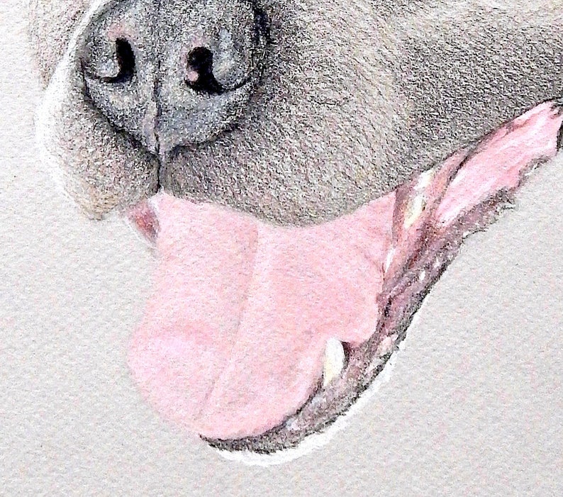Op de afbeelding: Close-up van het gezicht van een hond, met de nadruk op de neus, mond en tong. De neus van de hond is grijs en de mond is open, waardoor een roze tong en tanden zichtbaar zijn. De vacht rond de neus is getextureerd.