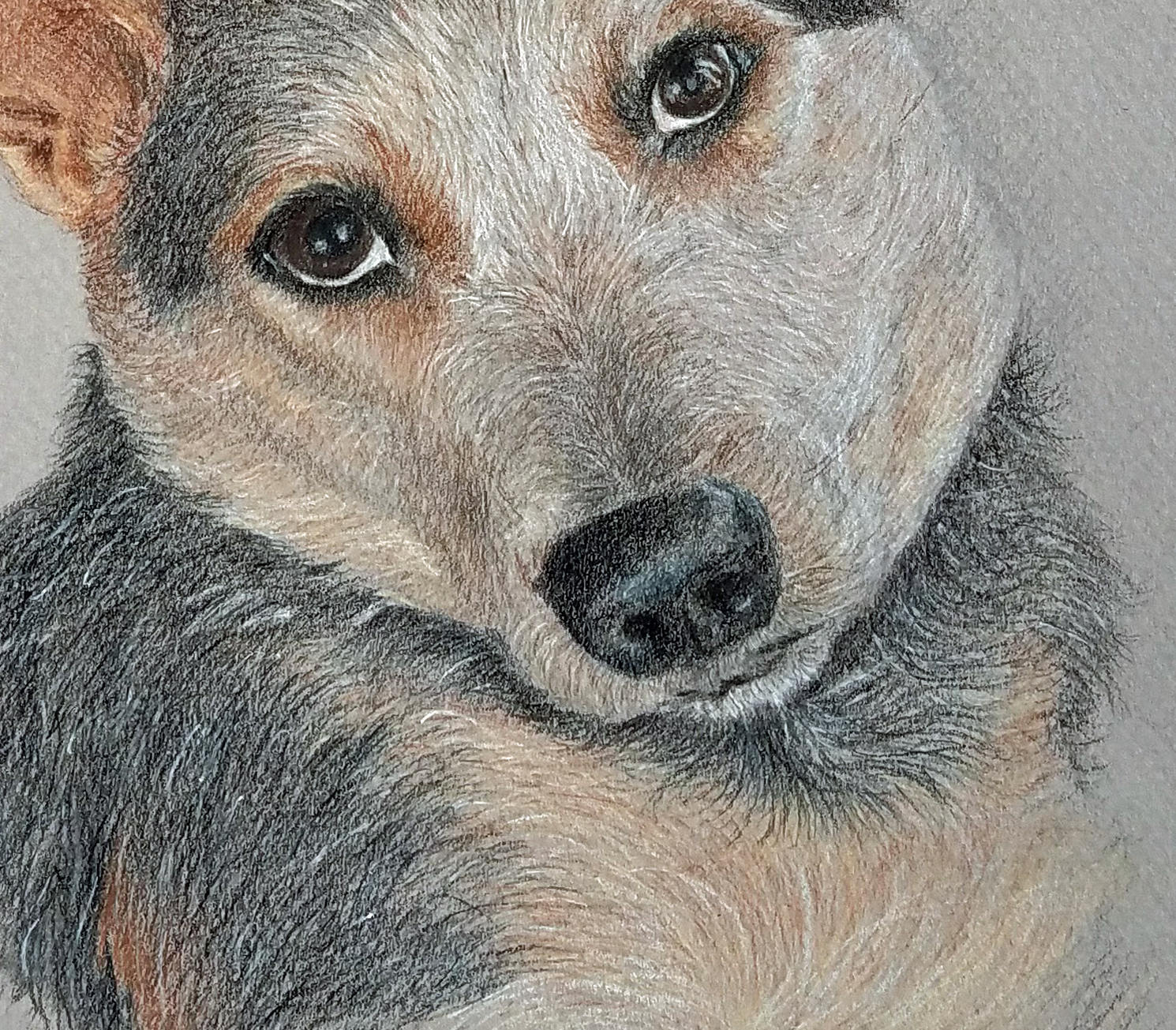 Custom Dog Drawing From Your Photos Hand Drawn Colored Pencil - Etsy