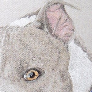 Op de afbeelding: Gedetailleerde kleurpotloodtekening van een hondengezicht, met de nadruk op het oog en de oor. De hond heeft lichtgrijze vacht met witte vlekken en een roze binnenkant van het oor. Het oog heeft een warme bruine kleur.