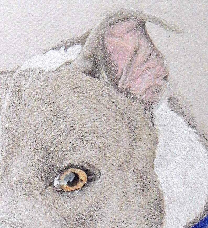 Op de afbeelding: Gedetailleerde kleurpotloodtekening van een hondengezicht, met de nadruk op het oog en de oor. De hond heeft lichtgrijze vacht met witte vlekken en een roze binnenkant van het oor. Het oog heeft een warme bruine kleur.