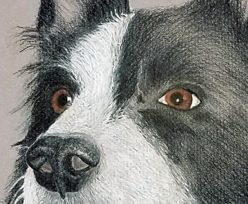 Puede incluir: Dibujo a l&aacute;piz detallado de la cara de un perro, centr&aacute;ndose en los ojos y la nariz. El perro tiene ojos marrones, una nariz negra y pelaje blanco y negro. La obra de arte est&aacute; realizada en un estilo realista.