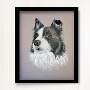 Puede incluir: Dibujo a l&aacute;piz enmarcado de un perro Border Collie. La cabeza del perro se representa en detalle, con pelaje blanco y negro, ojos marrones y un pecho blanco y esponjoso. La obra de arte est&aacute; enmarcada en un marco negro.