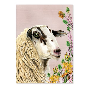 Aventure sur la lande • Schoonebeeker Heideschaap
