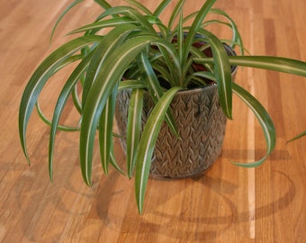 Stylish Naturalistic Green Patterned Indoor Plant Pot with Turned Foot