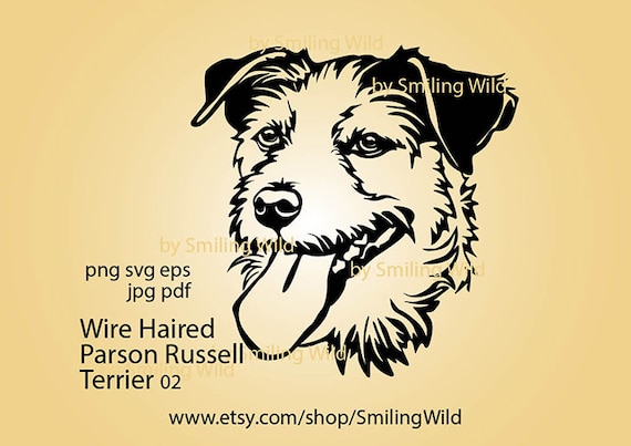 wire haired parson russell terrier