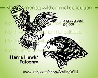 Harris's hawk svg clipart birds of prey svg vector graphic art artwork Harris hawk cut file falconry cuttable digital design svg