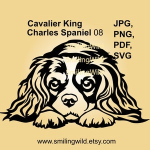Cavalier King Charles Spaniel file vettoriale svg che sbircia Cavalier King Charles Spaniel clip art design ritagliabile