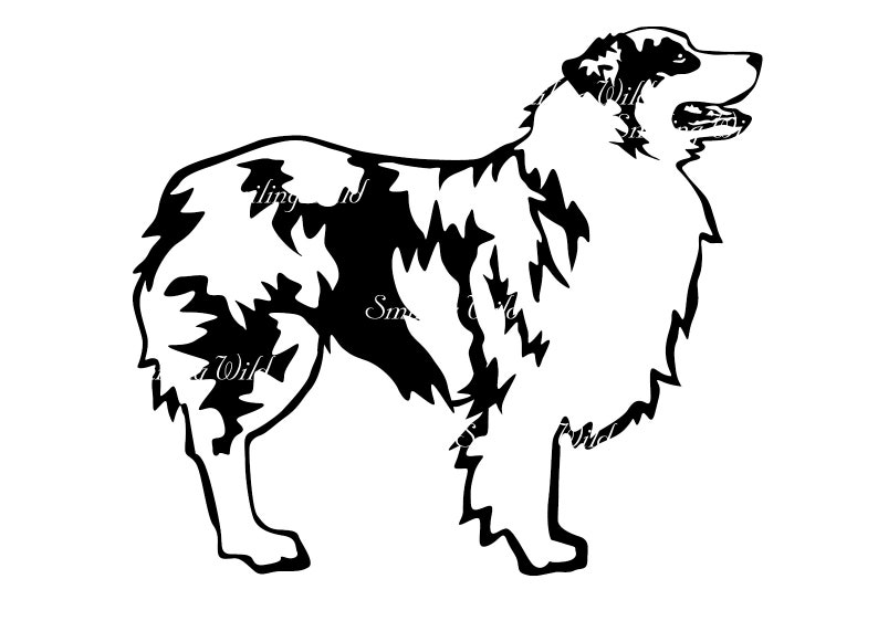 Aussie Svg Dog Clipart Australian Shepherd Vector Graphic Art - Etsy