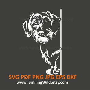 Dackel, der um die Ecke späht SVG & PNG, DXF Hund Weiß Clipart Vektorgrafik - Dackel - Ecke Kunst - Schneiden - Sofort Download