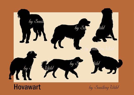 Hovawart Clipartów Png Hovawart Ilustracja Do Drukowania Pies Rysunek Wektor Wzór
