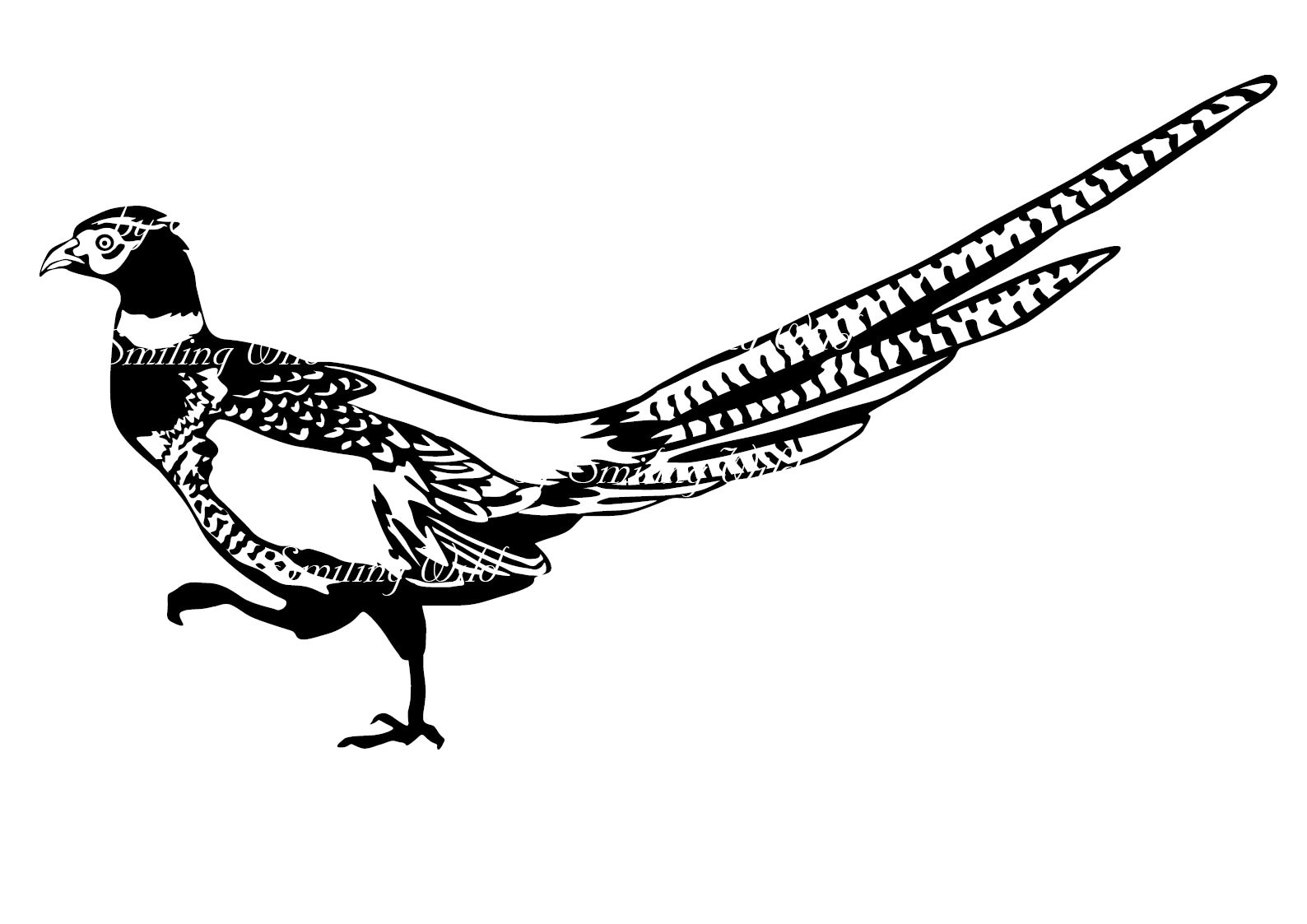 Bird Pheasant Clipart Vector Graphic Art Artwork Pheasant Svg - Etsy