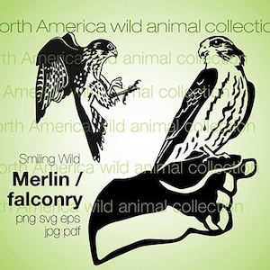 Merlin svg clipart vector grafische kunst valkerij digitaal ontwerp roofvogel roofvogels vogels svg gesneden bestand merlin Graveerbare