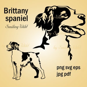 Épagneul breton svg chien clipart art graphique vectoriel portrait épagneul breton oeuvre coupe fichier imprimable dessin numérique png