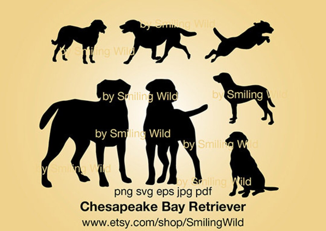 Chesapeake Bay Retriever SVG Silhouette Bundle: Dog Clipart (digital  Design) - Etsy, image size:1080x764