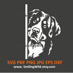 Berner Sennenhund SVG, PNG, DXF - Hund schaut um die Ecke Weiß Clipart Vektorgrafik, Laserschneiden, Cricut, Sofort Download