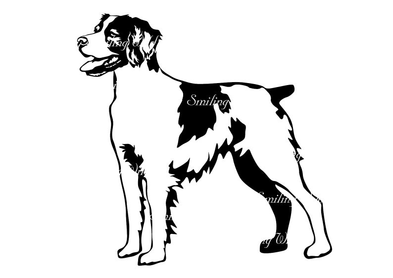 Épagneul breton svg chien clipart vectoriel art graphique épagneul breton portrait oeuvre coupe fichier couper imprimable dessin numérique png image 2