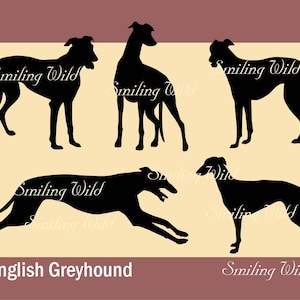 Lévrier anglais silhouette svg clipart chien découpe Lévrier anglais art usage commercial imprimable téléchargement immédiat chien de course svg png