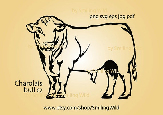 Charolais Bull Svg Cattle Vector Graphic Art Charolais Cut - Etsy