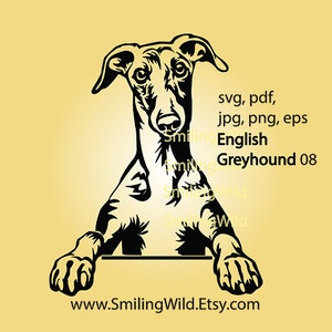 Levriero inglese svg clip art cane grafica vettoriale, sbirciando cane levriero inglese che mostra le zampe file di taglio tagliabile cricut design