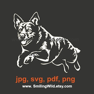 Australischer Rinderhund Hund - Springender Australian Cattle Dog für Hunderassen