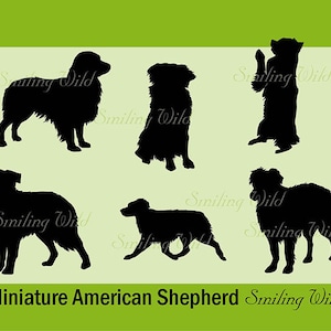 Silhouette di pastore americano in miniatura in formato SVG, miniatura aussie, PNG, clipart, grafica vettoriale stampabile, ritagliabile, arte del pastore Mini American MAS