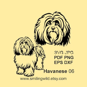 Havanezer Bichon SVG & PNG-, DXF-bestanden – realistische schattige hond honden clipart vectorafbeelding - huisdier voor Cricut, lasersnijden, instant download