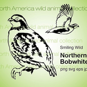 Noordelijke bobwhite svg vederwild clipart vector grafische kunst gesneden bestand Graveerbare afdrukbare digitaal ontwerp cricut