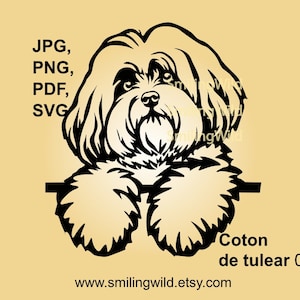 Coton de Tulear dog face svg clip art peeking dog vector graphic cuttable digital illustration