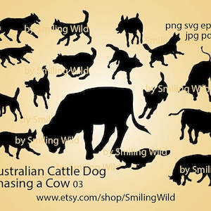 Australian Cattle Dog svg e png che insegue una mucca silhouette bundle, Blue Heeler in esecuzione file di taglio, cane da pastore clipart, design digitale