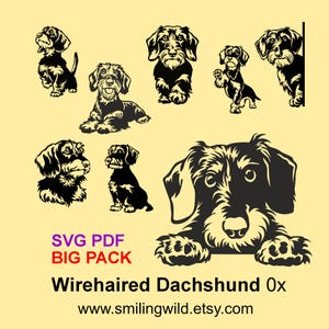 Paquete grande de archivos gráficos vectoriales SVG, PDF y clipart de Dachshund de pelo duro - Cricut, corte láser, descarga instantánea