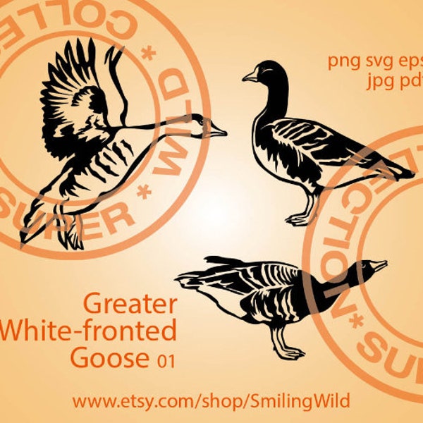 Greater White-fronted Goose svg bundle clip art vector graphic art, specklebelly flying goose illustration cricut digital design cuttable