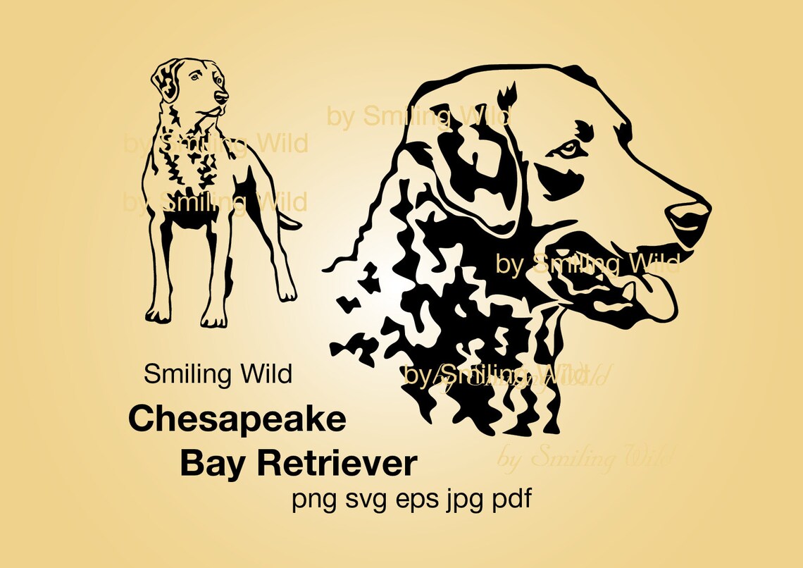 Chesapeake Bay Retriever Svg Clipart Vector Graphic Art - Etsy
