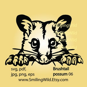 Gambá de cauda de escova comum svg, arquivo de clip art de animal australiano para corte, arte gráfica vetorial de gambá australiano