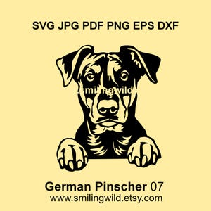 Duitse Pinscher SVG & PNG, DXF – realistisch gluren jachthond hoektanden clipart vectorafbeelding voor Cricut, silhouet, lasersnijden