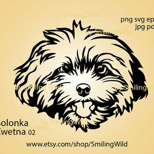 Bolonka Zwetna svg png Porträt Hund Vektorgrafik Kopf Kunst Bolonka Hundegesicht Schnittdatei schneidbare Clipart Bolonka digitales Design Cricut