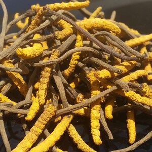 Vitalpilz Cordyceps: Inhaltsstoffe Und Einsatz Des Heilpilzes