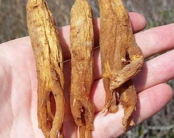 Organic Red Panax Ginseng Root | Whole 6 Year Old Roots From Changbai Mountain | Certified Organic | Premium Quality Adaptogen