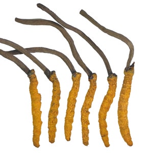 O?Kayo Nature Cordyceps Mycelium Capsule (Dong Chong Xia Cao) 400mg - Foto 5