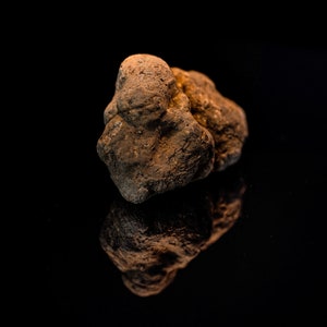 Op de afbeelding: Een donkerbruine truffel met een ruw, onregelmatig oppervlak. De truffel ligt op een zwart oppervlak en wordt weerspiegeld in het oppervlak.