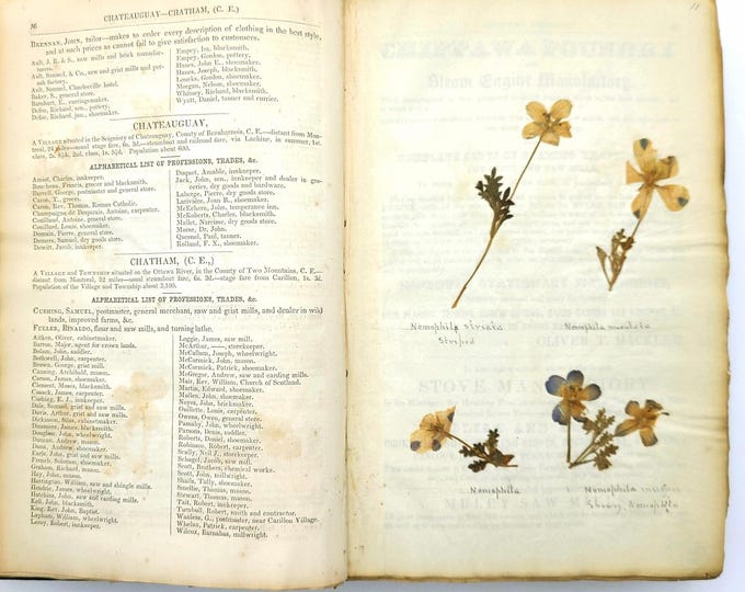 Herbarium 110+ dried plant specimens [Northern California/Crescent City] circa 1880s-1890s? ~ antique, dried flowers, herbaria