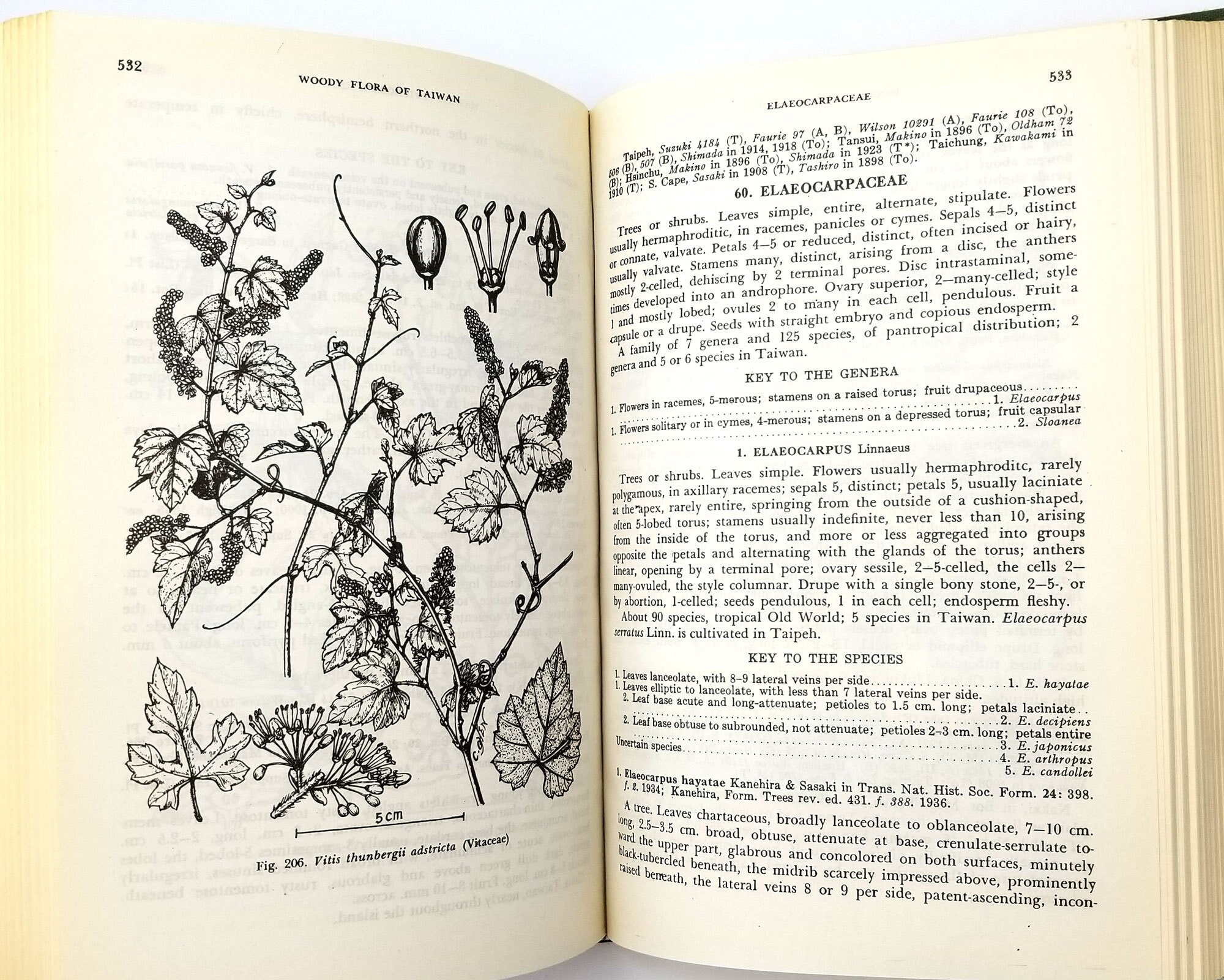 Woody Flora of Taiwan by Hui-Lin Li Hardcover 1971 Flora, Botany ...