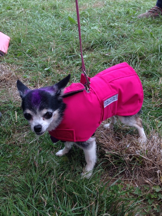 can a dog wear a harness and a coat