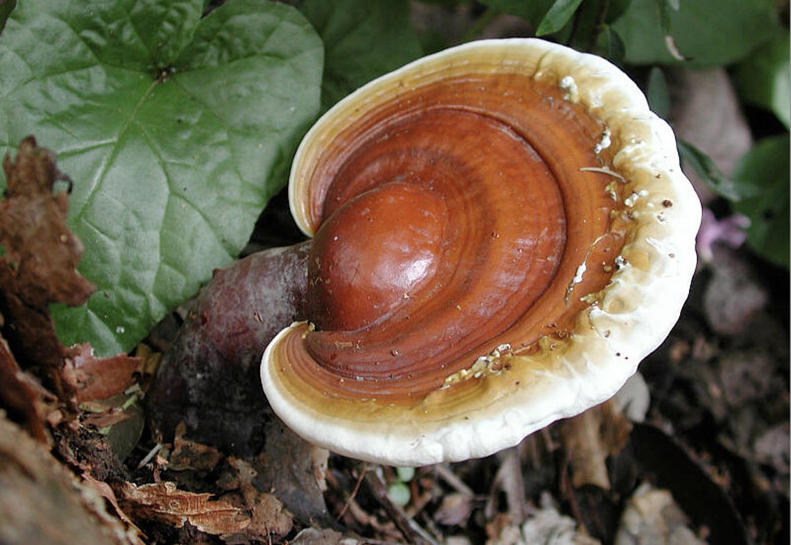 Siberian Dry Wild Red REISHI MUSHROOM crushed. 1.76oz 50g. Etsy