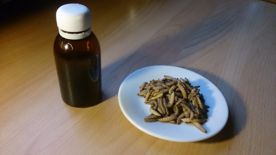 Wax Moth Extract. Super detox Siberia Galleria melonella Etsy