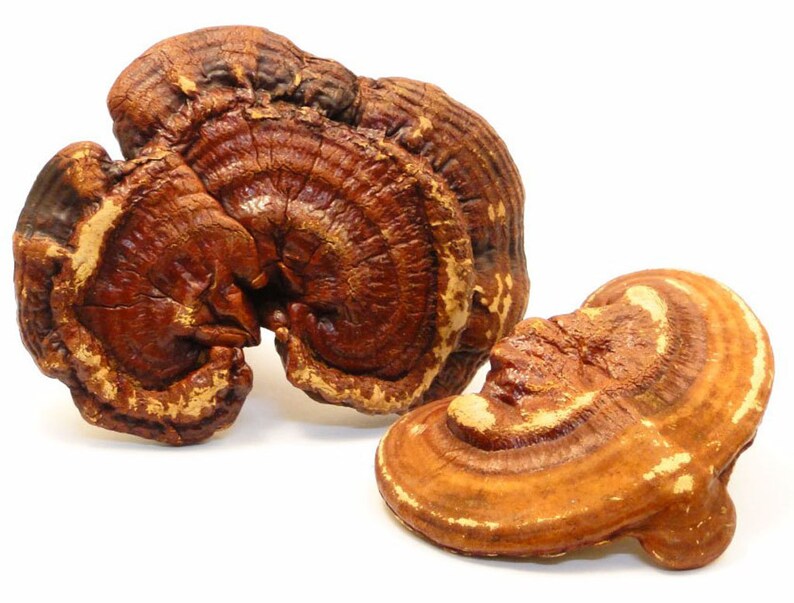 reishi mushroom