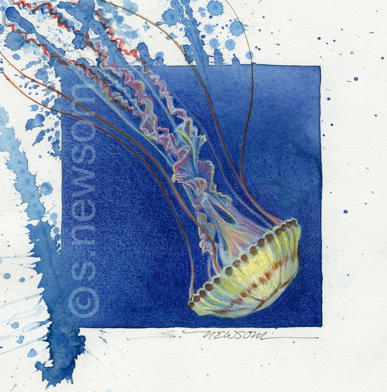 Jellyfish PRINTJellyfish drawing with Watercolor Pen and Ink Etsy