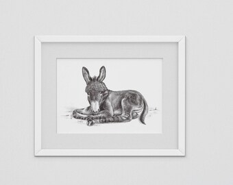 Donkey foal - drawing - black and white - art print with passepartout