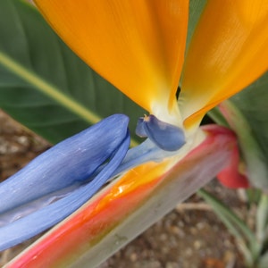 Metal Wall Art Print - Modern and Decorative Art - Bird of Paradise Flower